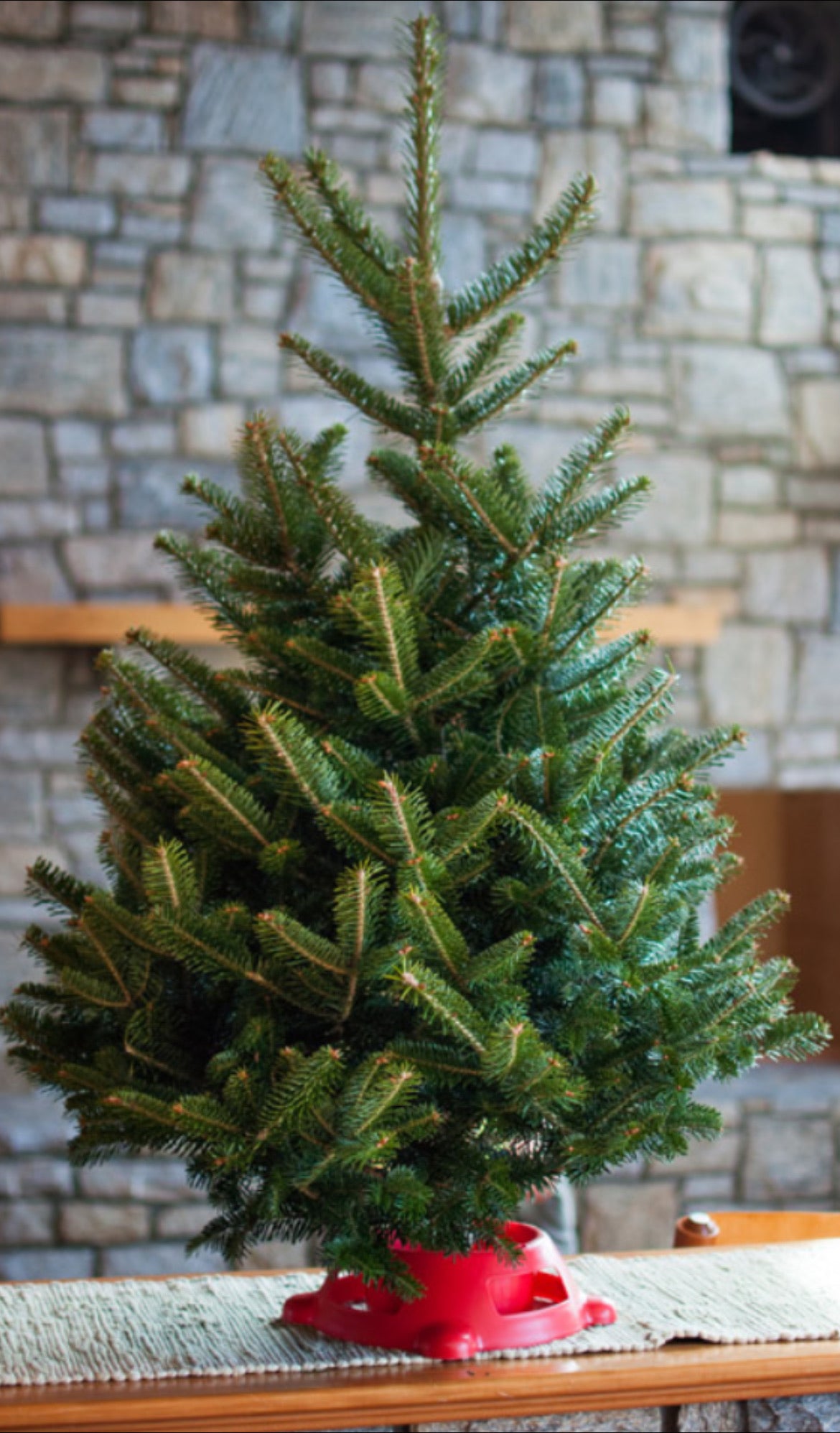 Fresh Cut Premium Grade Fraser Fir Christmas Tree