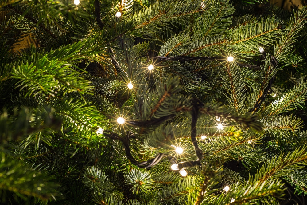 Fresh Cut Premium Grade Fraser Fir Christmas Tree