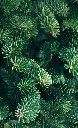 Fresh Cut Premium Grade Fraser Fir Christmas Tree