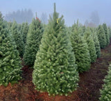 Row of Christmas trees in a field with a misty background
