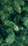 Fresh-Cut Premium Grade Fraser Fir Christmas Tree