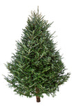 Fresh-Cut Premium Grade Fraser Fir Christmas Tree