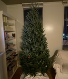 Tree Setup Service – Premium Stand Included